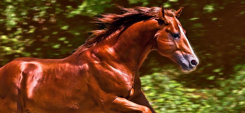 Galloping horse as a symbol for full potential.